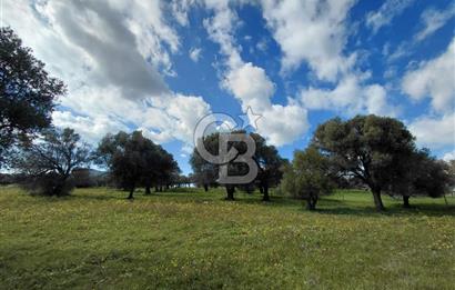 FOÇA’DA DENİZE YAKIN | YOLA CEPHELİ ÖZEL KONUM PARSEL