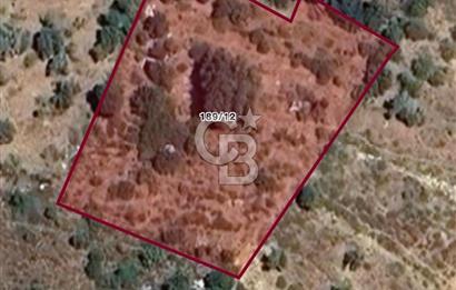 Datça Hızırşah Köyünde Satılık Badem ve Zeytinli Tarla