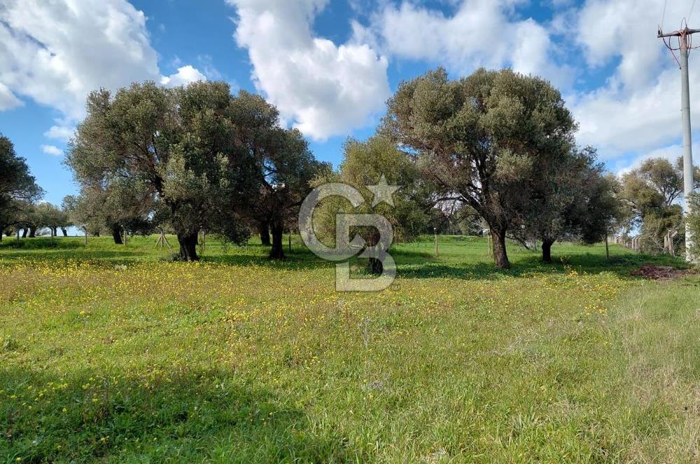 FOÇA’DA DENİZE YAKIN | YOLA CEPHELİ ÖZEL KONUM PARSEL