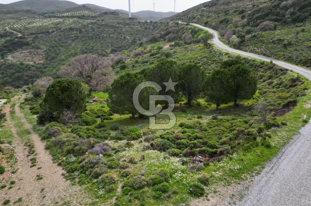 KARABURUN SARPINCIKTA SATILIK 8719 METRE KARE BAĞ