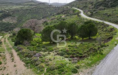 KARABURUN SARPINCIKTA SATILIK 8719 METRE KARE BAĞ