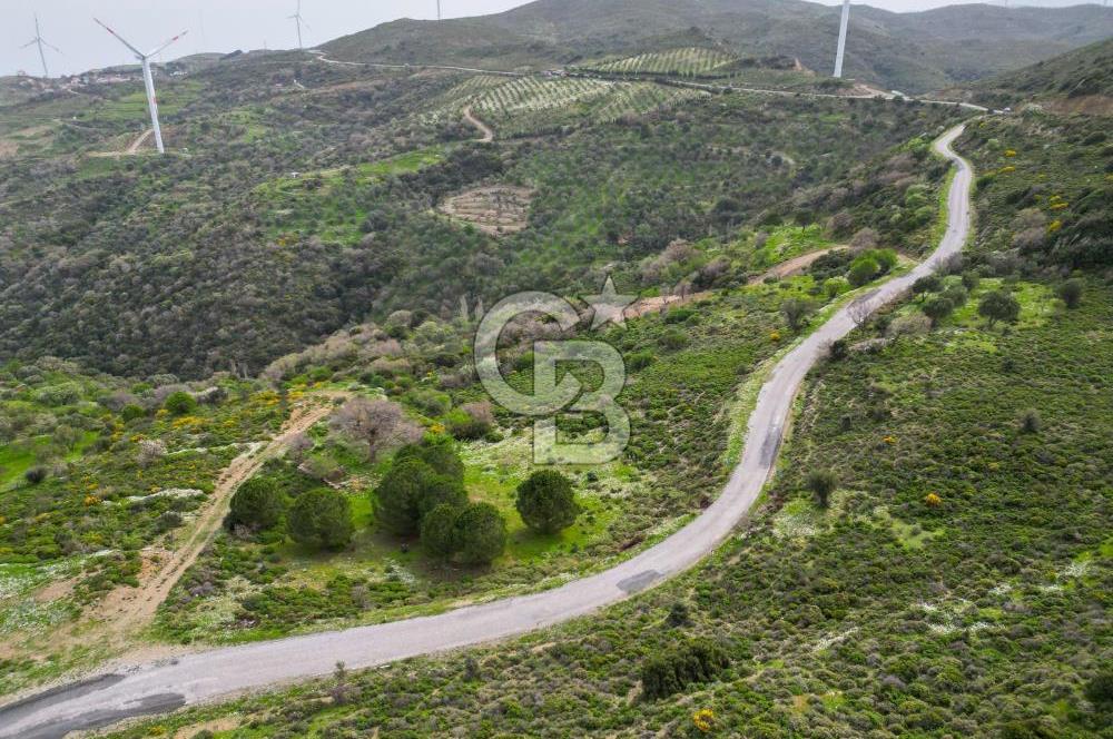 KARABURUN SARPINCIKTA SATILIK 8719 METRE KARE BAĞ
