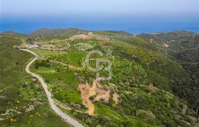 KARABURUN SARPINCIKTA SATILIK 8719 METRE KARE BAĞ