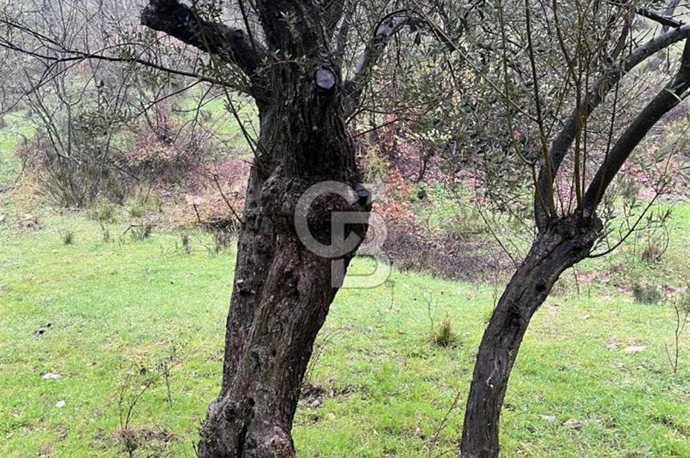 Manisa Soma’da Üretime Hazır Satılık Zeytinlik