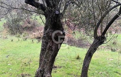 Manisa Soma’da Üretime Hazır Satılık Zeytinlik