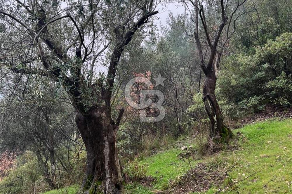 Manisa Soma’da Üretime Hazır Satılık Zeytinlik