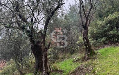 Manisa Soma’da Üretime Hazır Satılık Zeytinlik