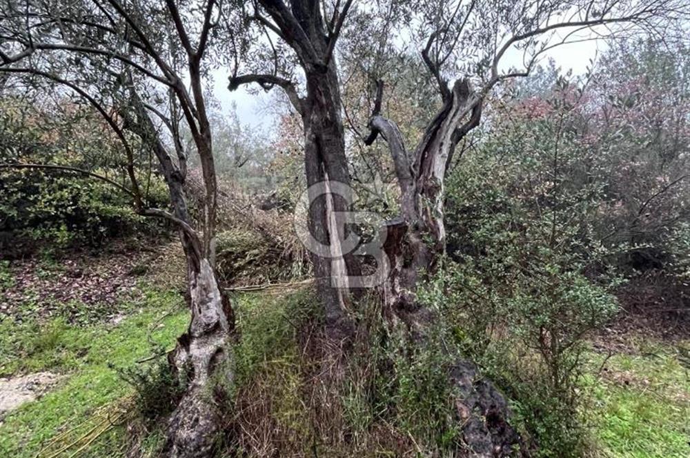 Manisa Soma’da Üretime Hazır Satılık Zeytinlik
