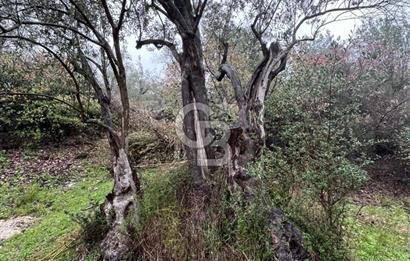 Manisa Soma’da Üretime Hazır Satılık Zeytinlik