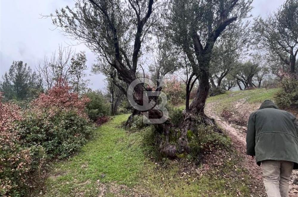 Manisa Soma’da Üretime Hazır Satılık Zeytinlik
