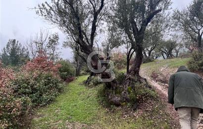 Manisa Soma’da Üretime Hazır Satılık Zeytinlik