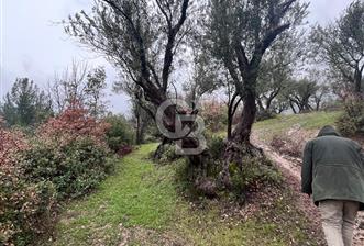 Manisa Soma’da Üretime Hazır Satılık Zeytinlik - 8 - 337206