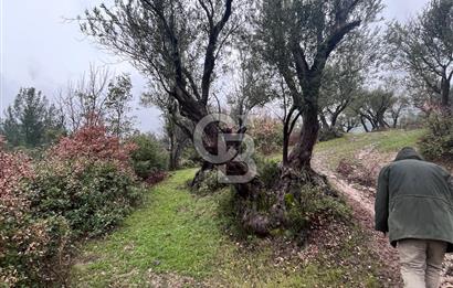 Manisa Soma’da Üretime Hazır Satılık Zeytinlik