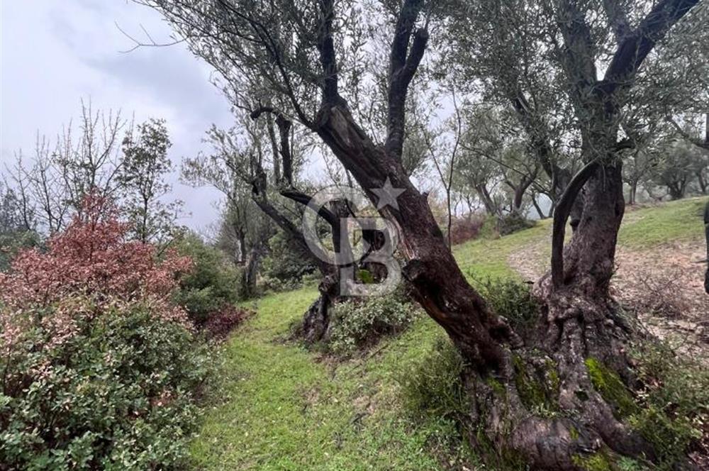 Manisa Soma’da Üretime Hazır Satılık Zeytinlik