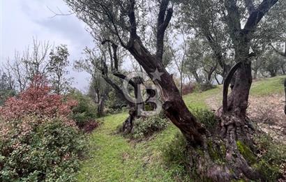 Manisa Soma’da Üretime Hazır Satılık Zeytinlik