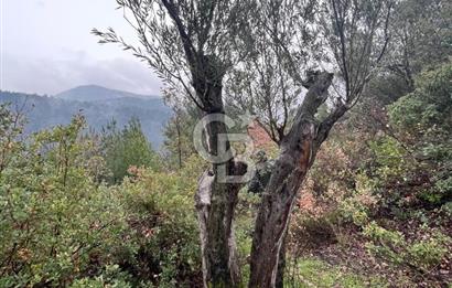 Manisa Soma’da Üretime Hazır Satılık Zeytinlik