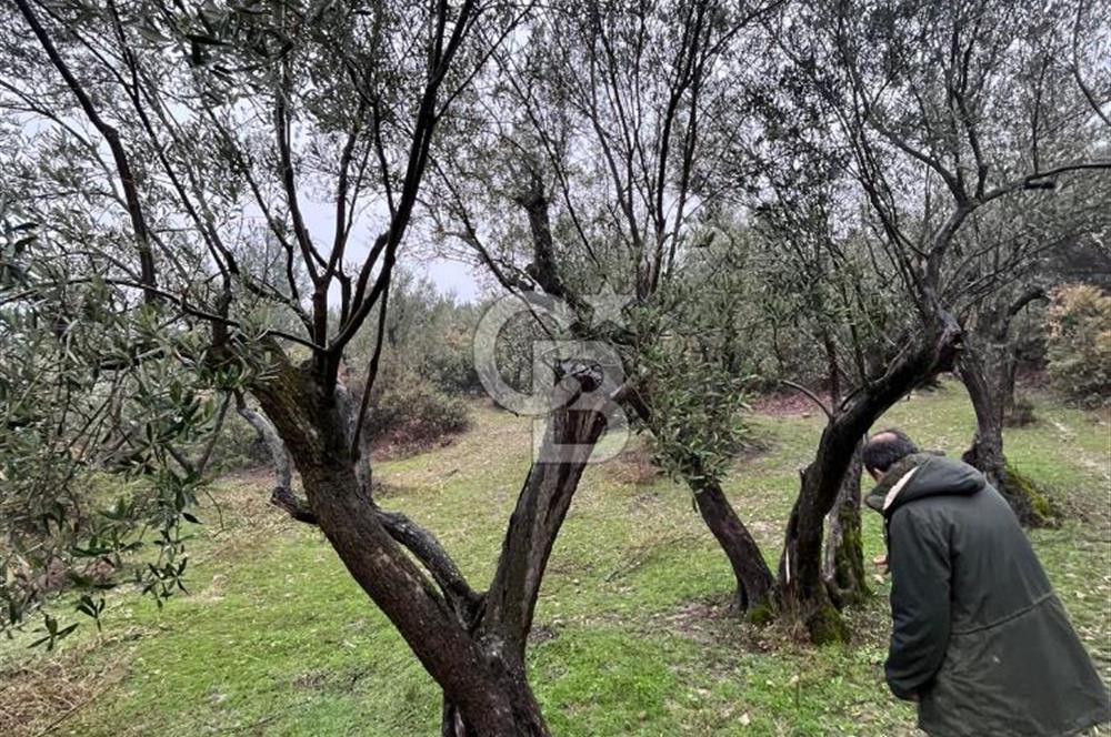 Manisa Soma’da Üretime Hazır Satılık Zeytinlik