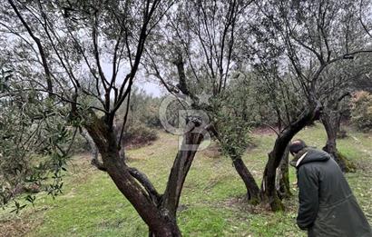 Manisa Soma’da Üretime Hazır Satılık Zeytinlik