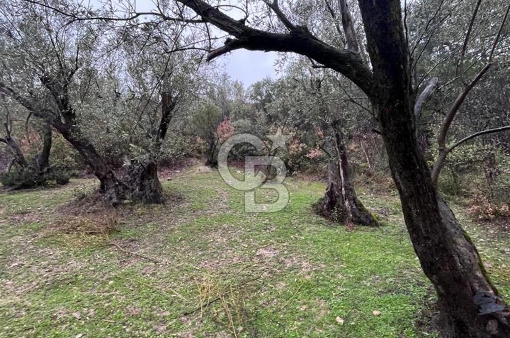 Manisa Soma’da Üretime Hazır Satılık Zeytinlik