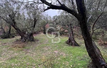 Manisa Soma’da Üretime Hazır Satılık Zeytinlik