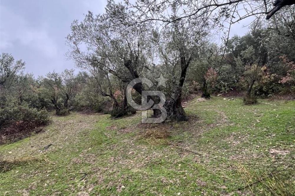 Manisa Soma’da Üretime Hazır Satılık Zeytinlik