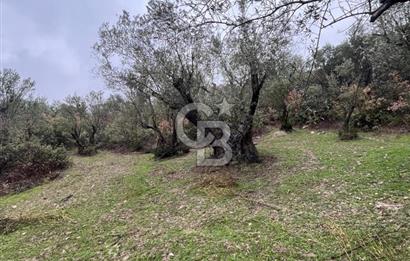 Manisa Soma’da Üretime Hazır Satılık Zeytinlik