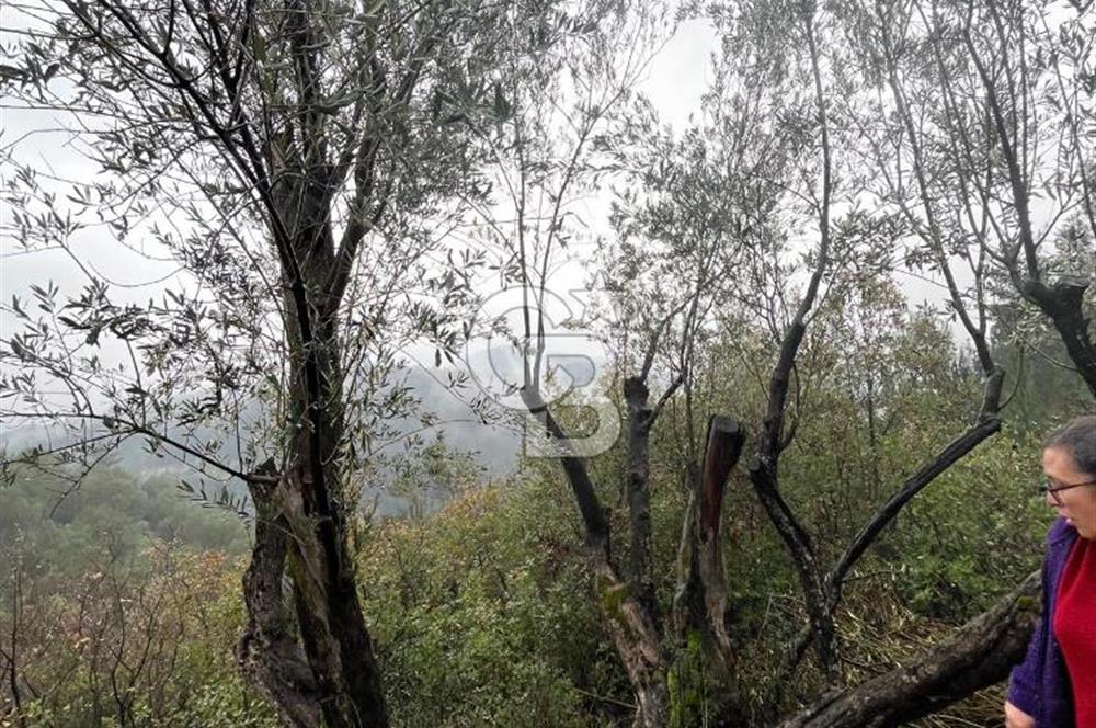 Manisa Soma’da Üretime Hazır Satılık Zeytinlik