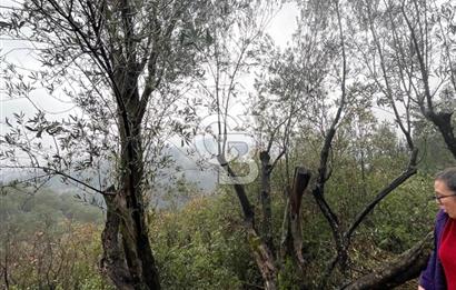 Manisa Soma’da Üretime Hazır Satılık Zeytinlik