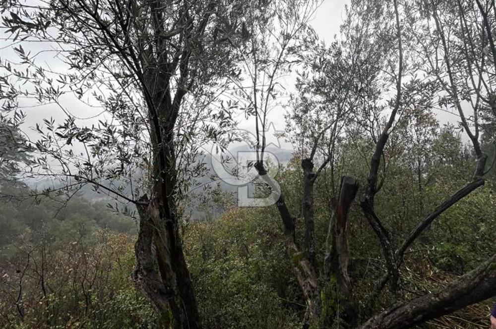 Manisa Soma’da Üretime Hazır Satılık Zeytinlik