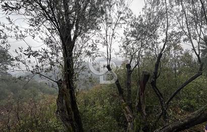 Manisa Soma’da Üretime Hazır Satılık Zeytinlik