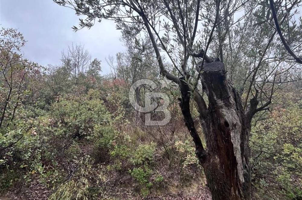 Manisa Soma’da Üretime Hazır Satılık Zeytinlik