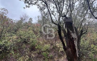 Manisa Soma’da Üretime Hazır Satılık Zeytinlik