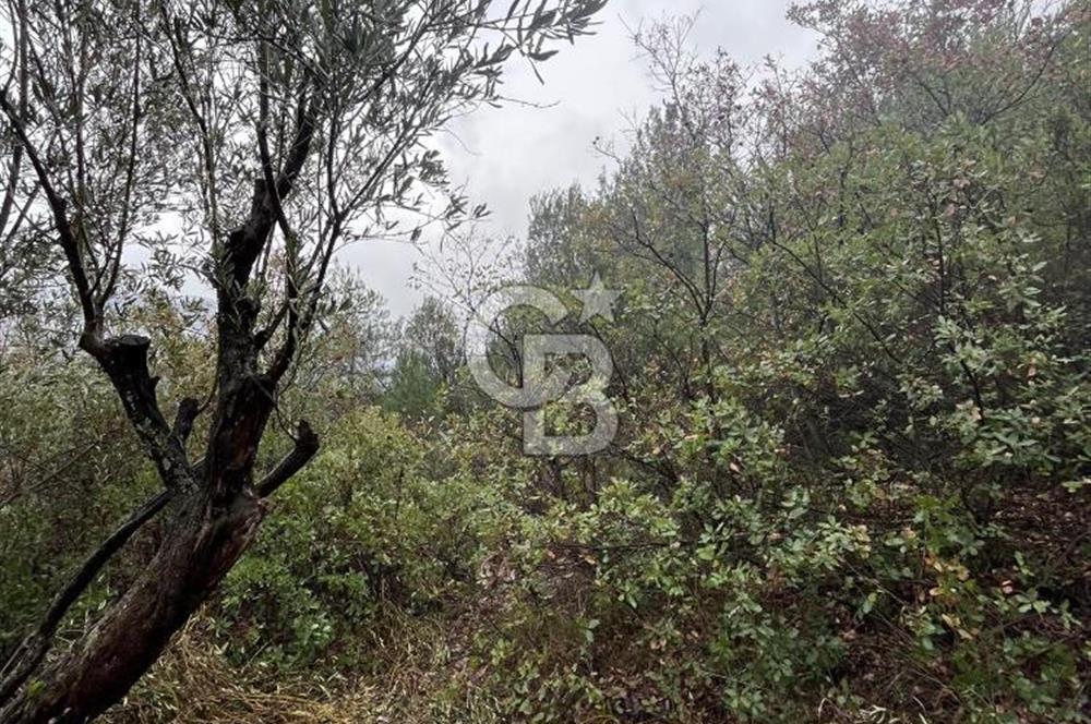 Manisa Soma’da Üretime Hazır Satılık Zeytinlik