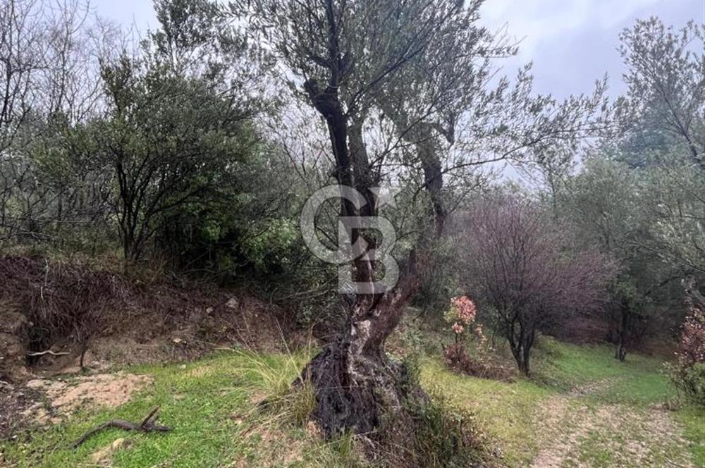 Manisa Soma’da Üretime Hazır Satılık Zeytinlik