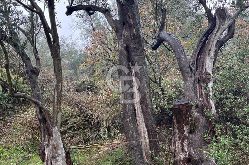 Manisa Soma’da Üretime Hazır Satılık Zeytinlik