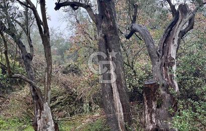Manisa Soma’da Üretime Hazır Satılık Zeytinlik