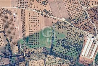 İZMİR TORBALI ÇAPAK MAHALLESİNDE 15 DÖNÜM TARLA - 1 - 337254