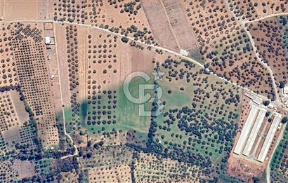 İZMİR TORBALI ÇAPAK MAHALLESİNDE 15 DÖNÜM TARLA