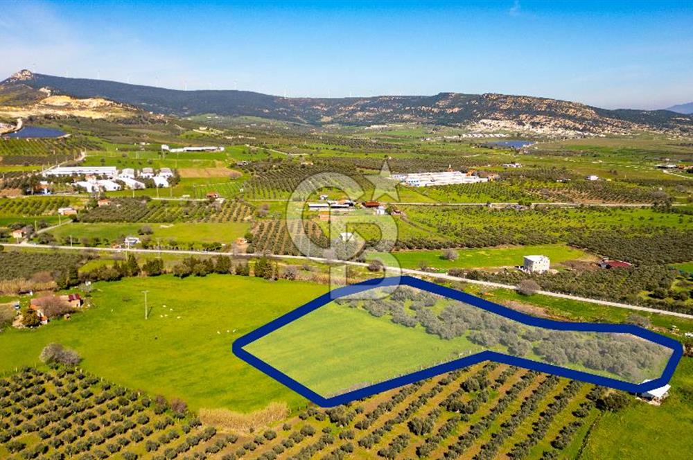 Foça Yenibağarası Mah. Satılık Tarla