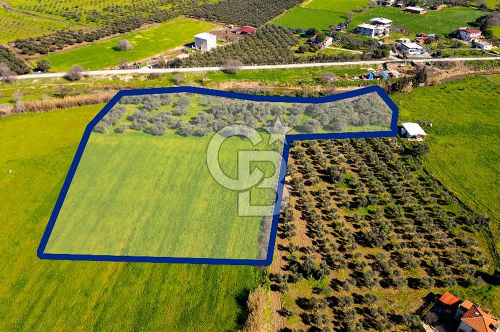 Foça Yenibağarası Mah. Satılık Tarla