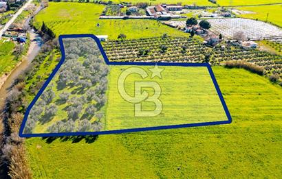 Foça Yenibağarası Mah. Satılık Tarla