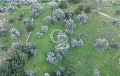 Aydın Koçarlı Hacıhamzalar'da Satılık Manzaralı Zeytinlik