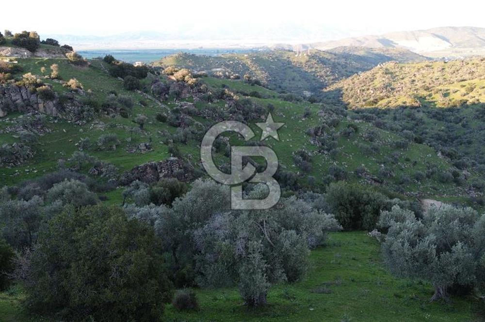 Aydın Koçarlı Hacıhamzalar'da Satılık Manzaralı Zeytinlik
