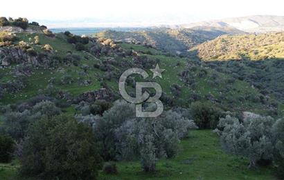 Aydın Koçarlı Hacıhamzalar'da Satılık Manzaralı Zeytinlik