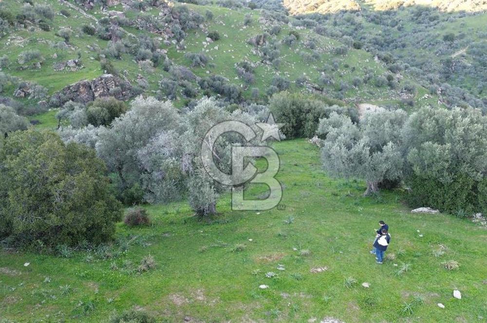 Aydın Koçarlı Hacıhamzalar'da Satılık Manzaralı Zeytinlik