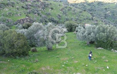 Aydın Koçarlı Hacıhamzalar'da Satılık Manzaralı Zeytinlik