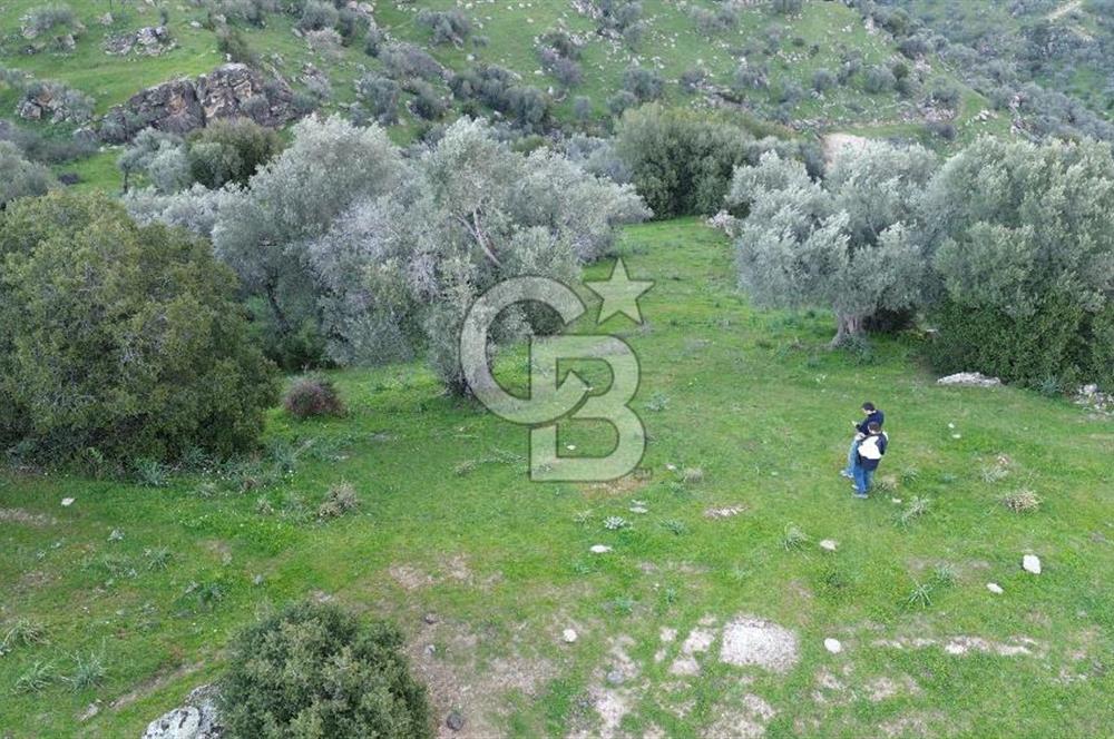 Aydın Koçarlı Hacıhamzalar'da Satılık Manzaralı Zeytinlik