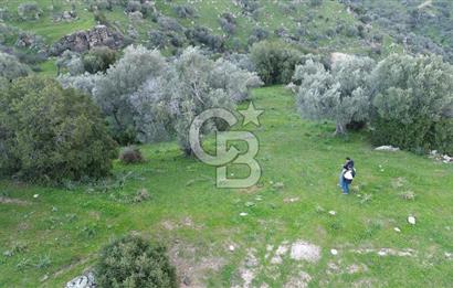 Aydın Koçarlı Hacıhamzalar'da Satılık Manzaralı Zeytinlik