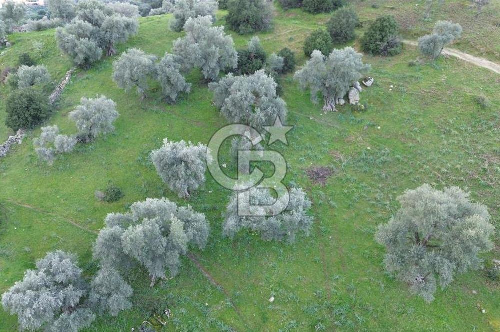 Aydın Koçarlı Hacıhamzalar'da Satılık Manzaralı Zeytinlik