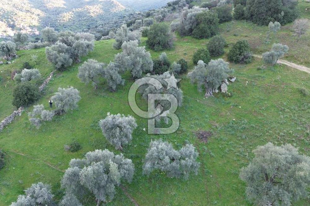 Aydın Koçarlı Hacıhamzalar'da Satılık Manzaralı Zeytinlik
